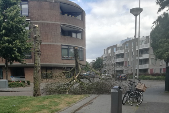 Omgewaaide boom bij De Plantage – Kralingen