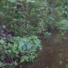 Kapotte waterleiding zorgt voor wateroverlast Kralingse Bos