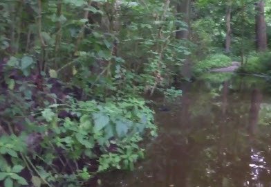 Kapotte waterleiding zorgt voor wateroverlast Kralingse Bos