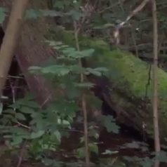 Raadselachtige waterplas funest voor bomen in Kralingse Bos