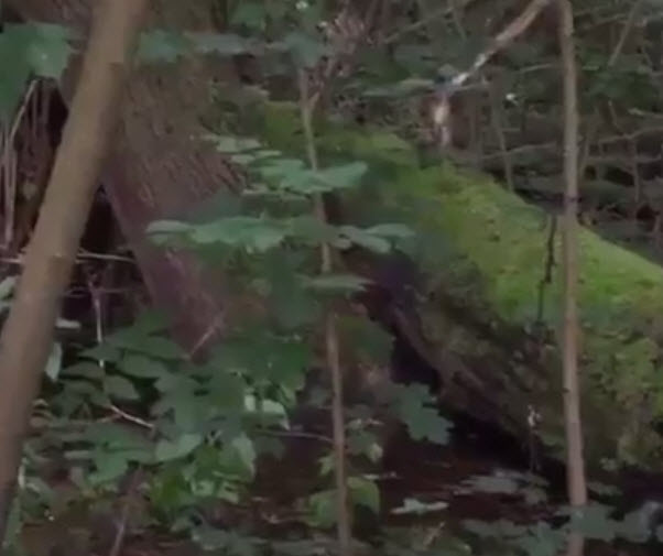 Raadselachtige waterplas funest voor bomen in Kralingse Bos