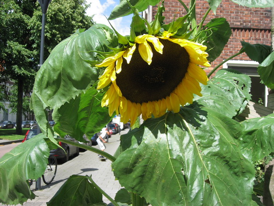 Enorme zonnebloemen Avenue Concordia