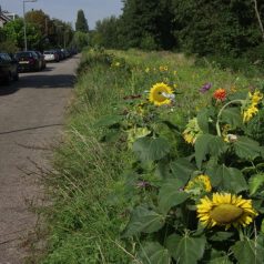 Bloemenpracht Leendert Butterstraat