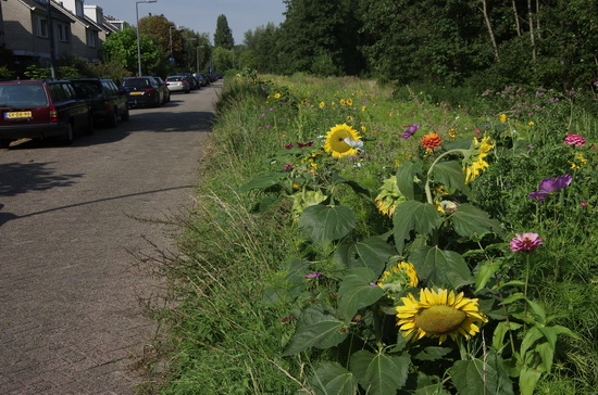 Bloemenpracht Leendert Butterstraat