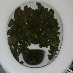 Man probeert kilo’s hennep door toilet te spoelen in Prins Alexander