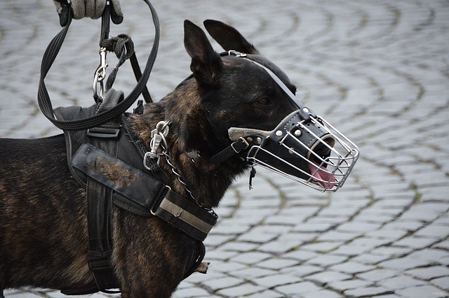 Politiehonden houden inbrekers aan op Zwart Janstraat