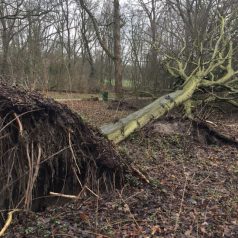 ‘Oud worden in het Kralingse Bos is een luxe’