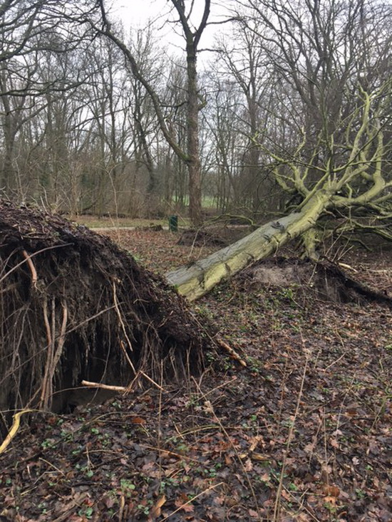 Actie nodig voor het Kralingse Bos!