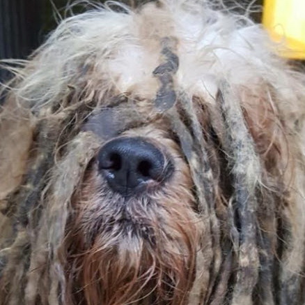 Zwaar verwaarloosd hondje Bob uit Kralingen maakt veel reacties los