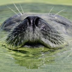 Zeehond verorbert visje op steiger in Kralingen