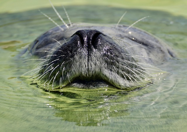 Zeehond verorbert visje op steiger in Kralingen