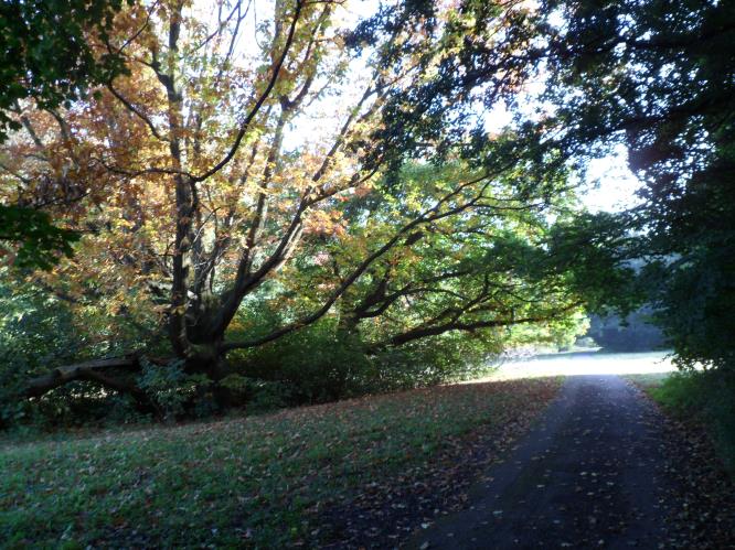 Het oude bos. Een bijzonder kerstsprookje