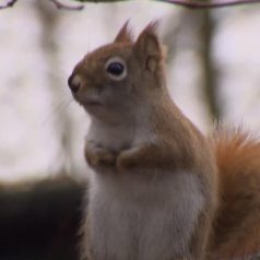 Gespotte eekhoorn in Kralingse Bos mag niet blijven