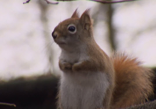 Enige eekhoorn van Kralingse Bos doodgereden