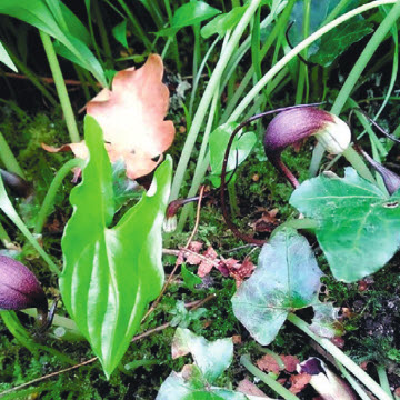 Lentefeest in De Botanische Tuin Kralingen