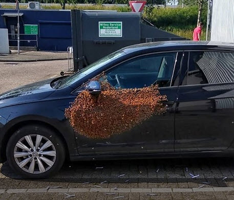 20.000 bijen op portier van auto Prins Alexander
