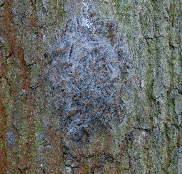 ‘Ellendige’ Eikenprocessierups verjaagd uit Kralingse Bos