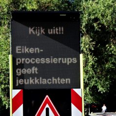 Gemeente waarschuwt: eikenprocessierups nog niet verdwenen uit Kralingse Bos!