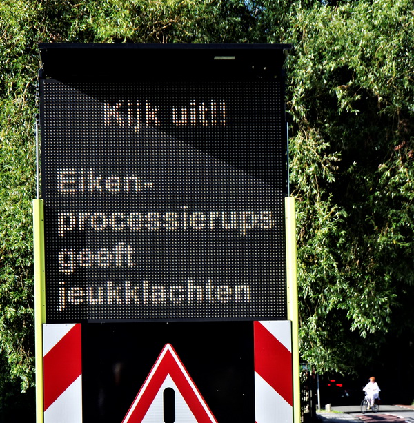 Rotterdam zet vleermuizen in tegen eikenprocessierups