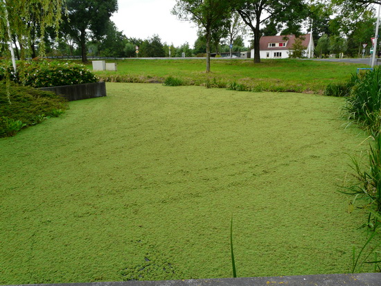 Kroosvarens bedekken het water