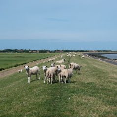 Regels rivierdijken aangepast