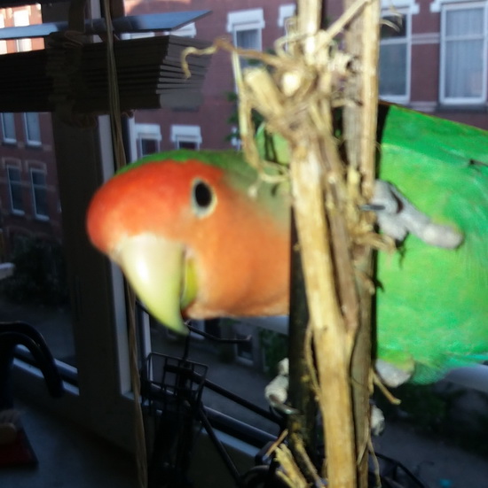 Papegaai Joël vermist