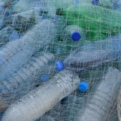 Studenten vissen stad schoon voor Wereldhavendagen
