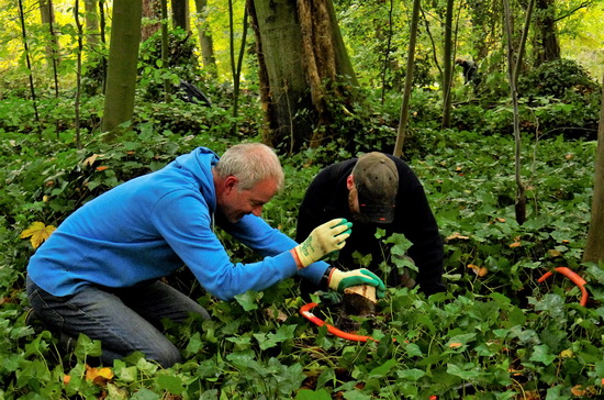 Natuurwerkdag in Kralingse Bos
