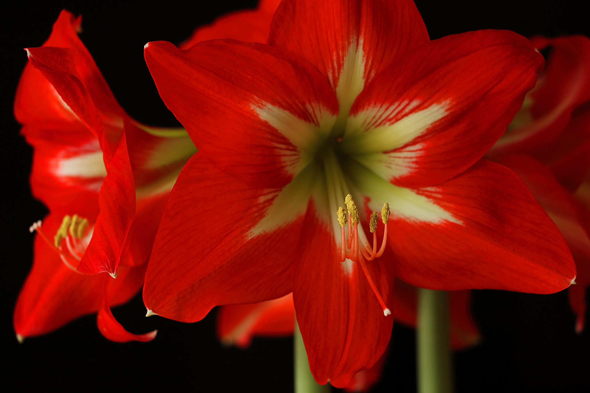 Korting op alle Kerstdecoraties bij Mille Fleurs