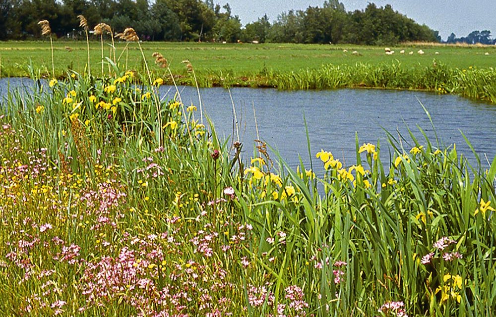 Waterwerken: Natuurvriendelijke oevers voor schoner water