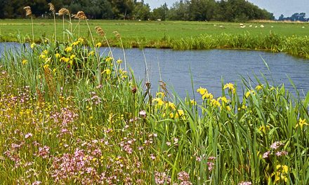 Waterwerken: Natuurvriendelijke oevers voor schoner water