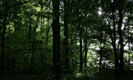 Rotterdamse klimaatopgaven in kaart