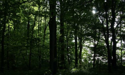 Gemeente Rotterdam rooit meer dan honderd onveilige bomen in Kralingse Bos