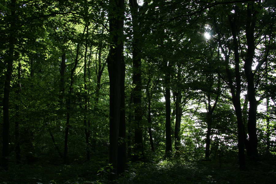 Gemeente Rotterdam rooit meer dan honderd onveilige bomen in Kralingse Bos