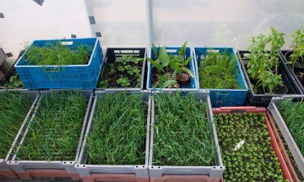 Haal een beetje Voedseltuin naar je éigen tuin of balkon!
