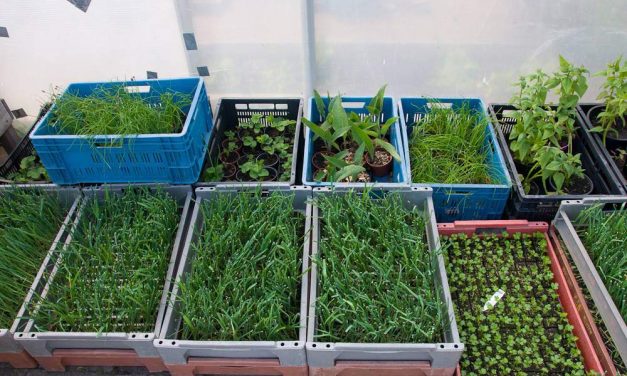 Haal een beetje Voedseltuin naar je éigen tuin of balkon!
