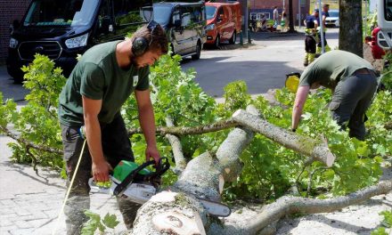 Bomen hofjes Assendelftstraat omgezaagd