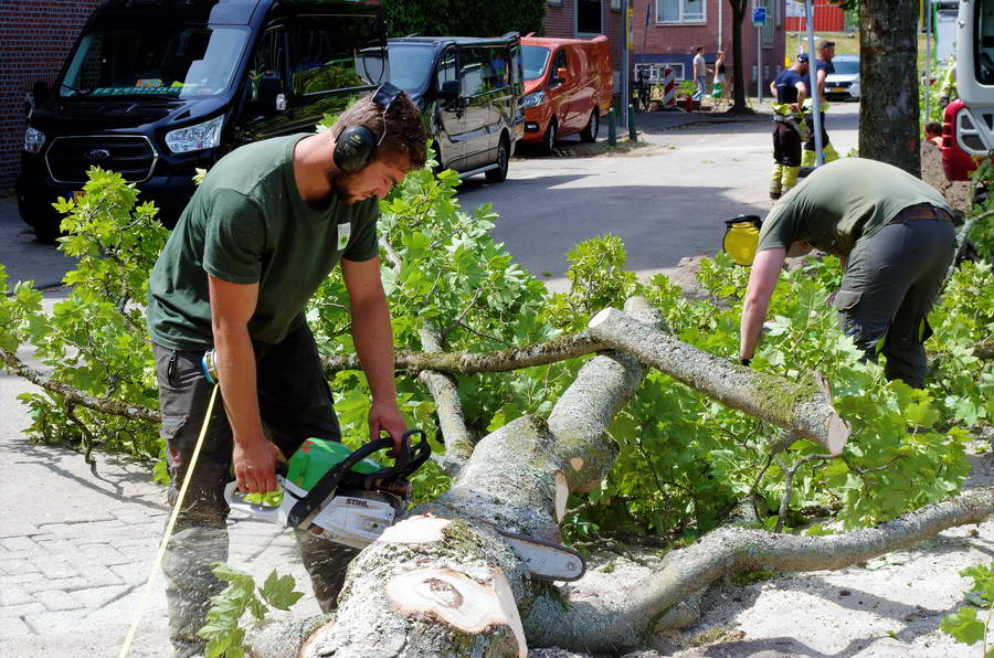 Bomen hofjes Assendelftstraat omgezaagd
