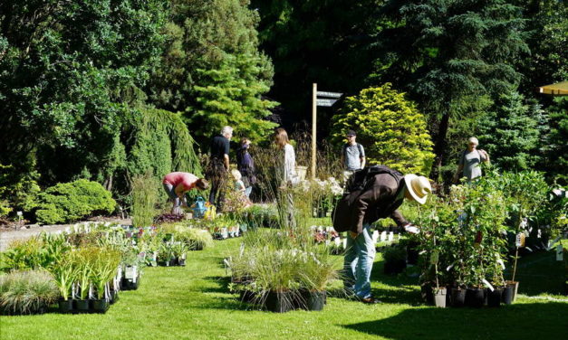 8 & 9 augustus ‘Vier de Zomer’-markt in Trompenburg