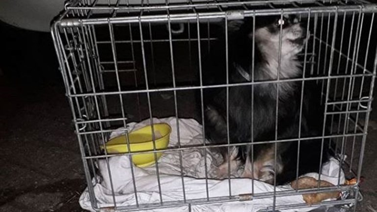Hond achtergelaten op straat in bench in Rotterdam-Alexander