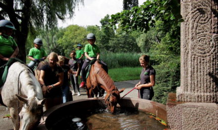 Werken als een Paard Vakantieschool in coronatijd