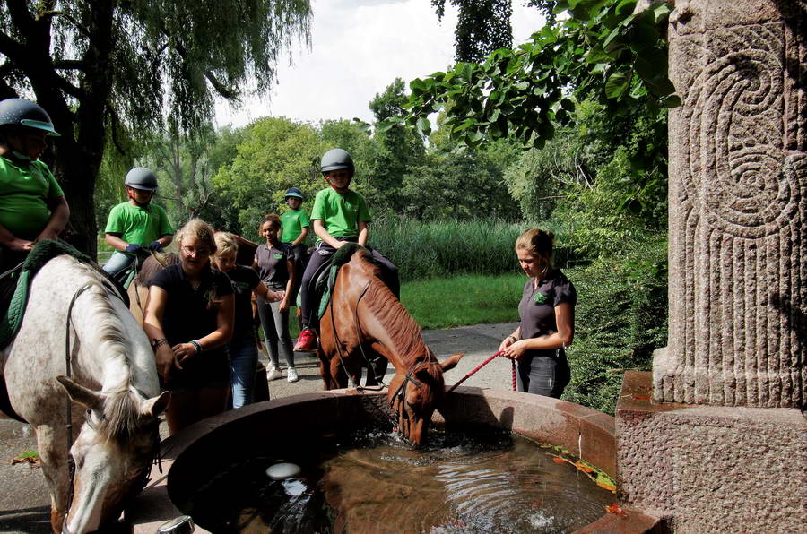 Werken als een Paard Vakantieschool in coronatijd
