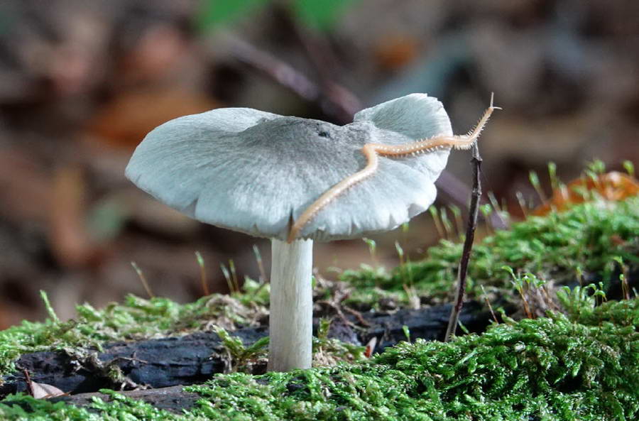 Paddenstoelenexcursie Botanische Tuin Kralingen