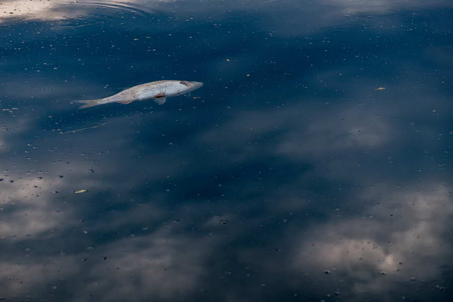 Honderden dode vissen bij de sluis van de Kralingse Plas