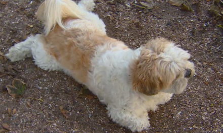 Verwaarloosde hond Bob Marley is nu ‘een klein crimineeltje, maar hartstikke lief’