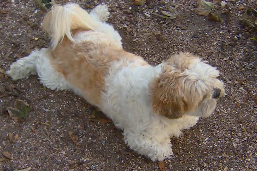 Verwaarloosde hond Bob Marley is nu ‘een klein crimineeltje, maar hartstikke lief’