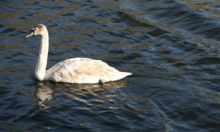 Waarschuwing wegens vogelgriep: Raak dode vogels niet aan!