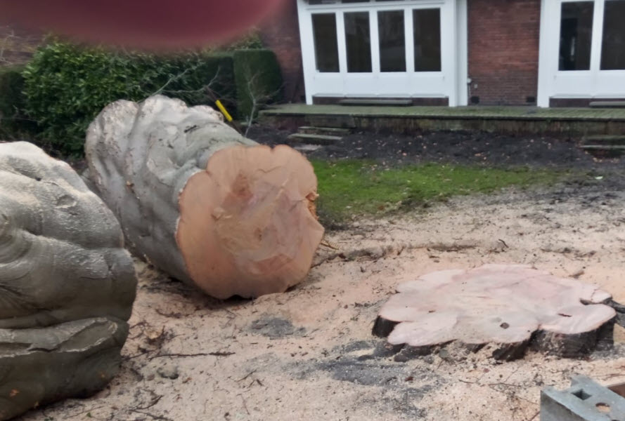 180-jarige beuk gekapt in Kralingen