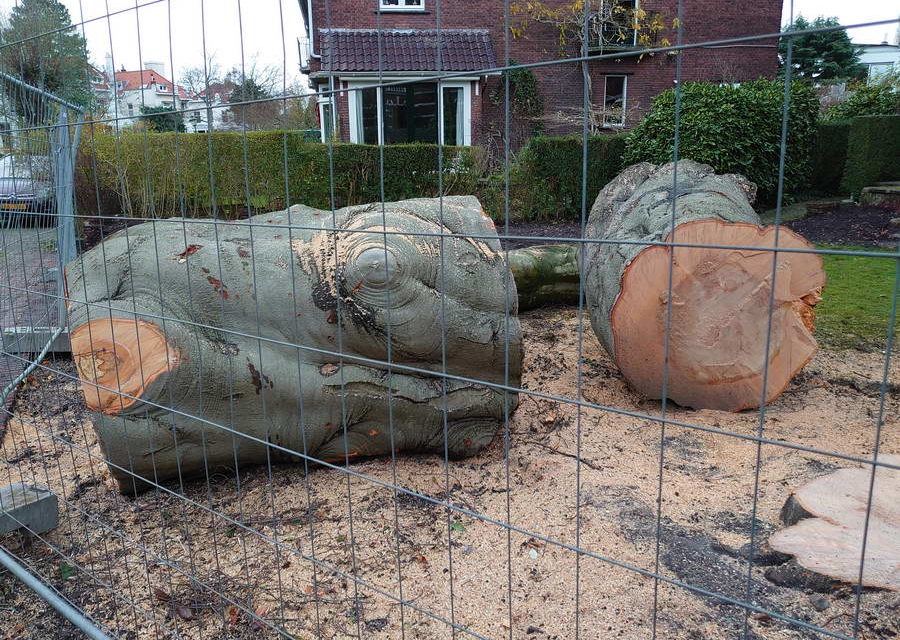 Motie ‘Bescherm Rotterdamse bomen’ aangenomen
