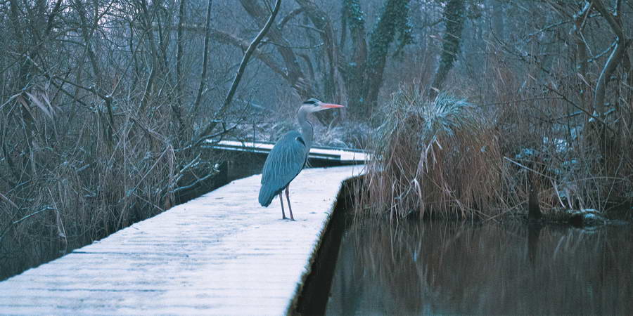 Toch nog een beetje winter